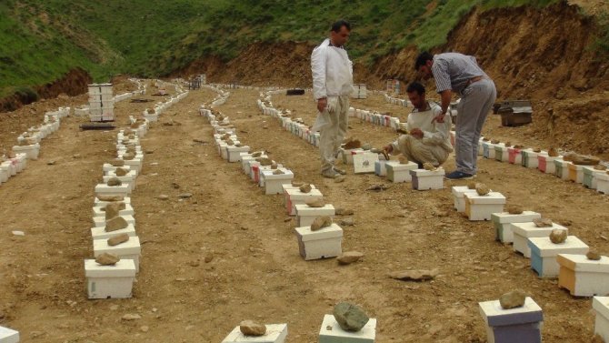 Bitlis’te üretilen ana arılar bölge illerine satılıyor