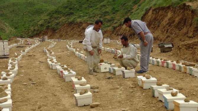 Bitlis’te üretilen ana arılar bölge illerine satılıyor