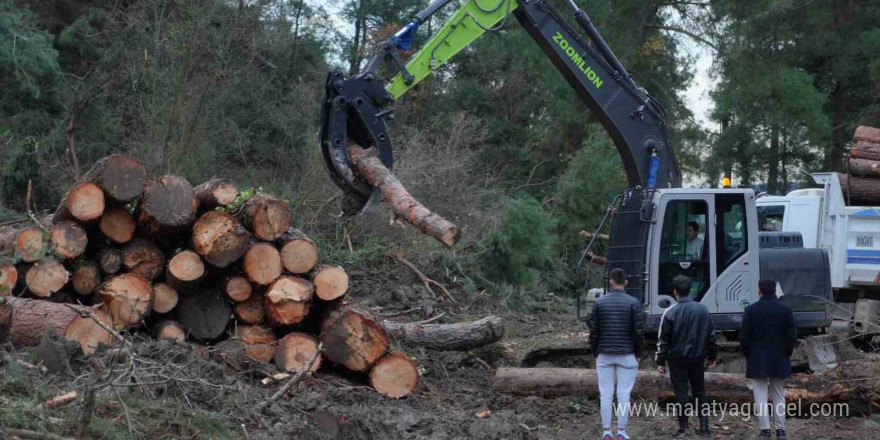 100 dönüm ormanlık alan yenilenme gerekçesiyle kesildi