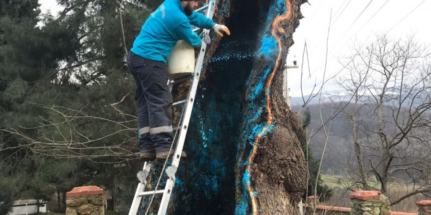 100 yıllık çınarın tedavisi yapıldı