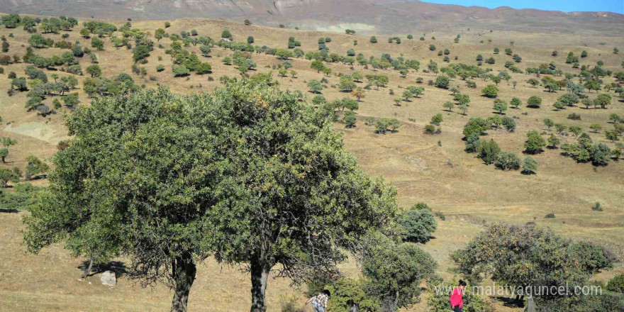 110 bin Ahlat ağacı turizme kazandırılmayı bekliyor