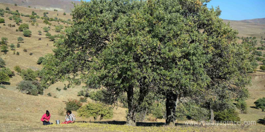 110 bin Ahlat ağacı turizme kazandırılmayı bekliyor