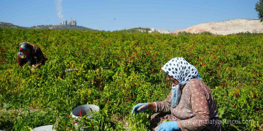 160 yıldır aynı tohumdan üretilen acı kırmızıbiberin verimi bu yıl düştü