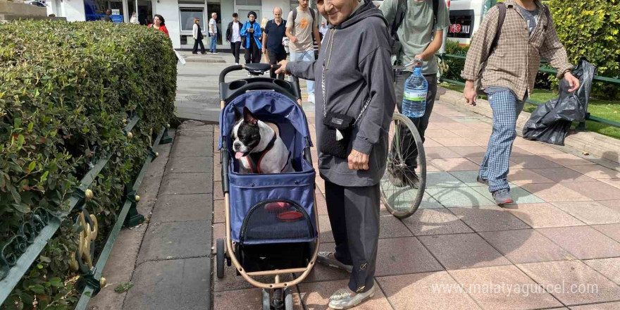 17 Kilo ağırlığına ulaşan köpeğini gezdirme adeta bir bebek gibi dolaştırıyor