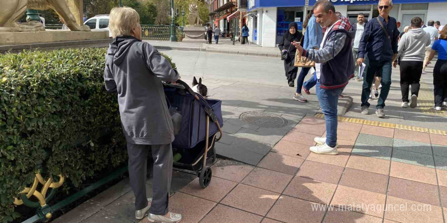 17 Kilo ağırlığına ulaşan köpeğini gezdirme adeta bir bebek gibi dolaştırıyor