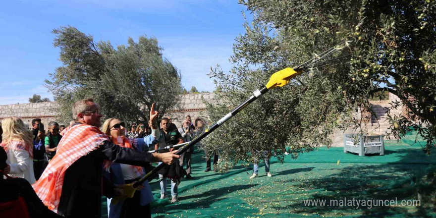 19. Ayvalık Uluslararası Zeytin Hasat Festivali’nde ilk hasat Barbun’un Çiftliği’nde gerçekleşti