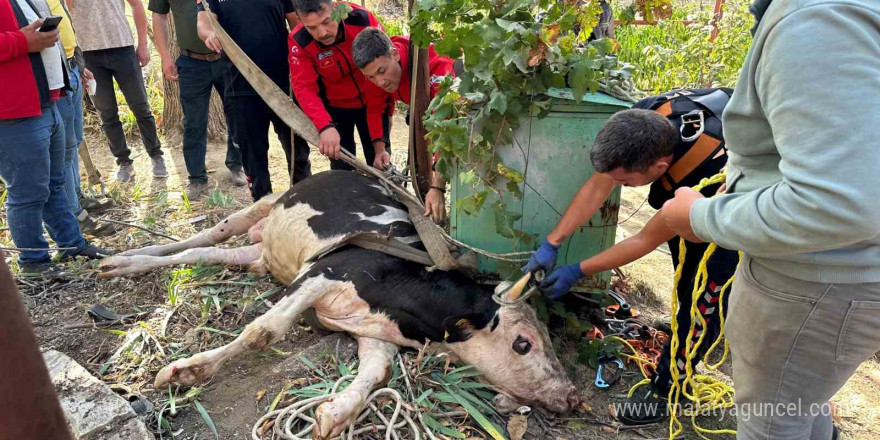 20 metrelik su kuyusuna düşen ineği itfaiye kurtardı