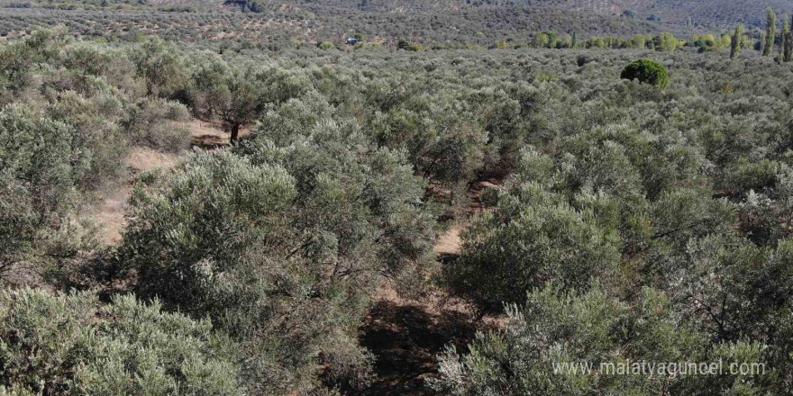 2024-2025 zeytin sezonunda 3 milyon 600 bin ton zeytin, 750 bin ton sofralık zeytin, 2 milyon 850 bin ton yağlık zeytin ve 475 bin ton zeytinyağı rekoltesi bekleniyor