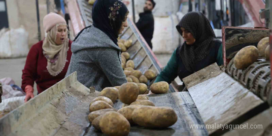 2024 yılında 6 milyon 500 bin ton patates üretimi yapıldı