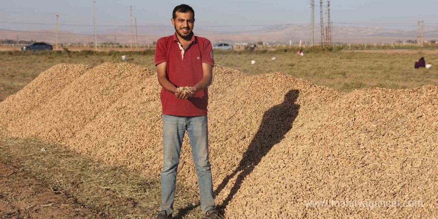 30 dönümlük yer fıstığı tarlasında hasadını yapan çiftçi, geri kalanını vatandaşa bırakınca duyan akın etti