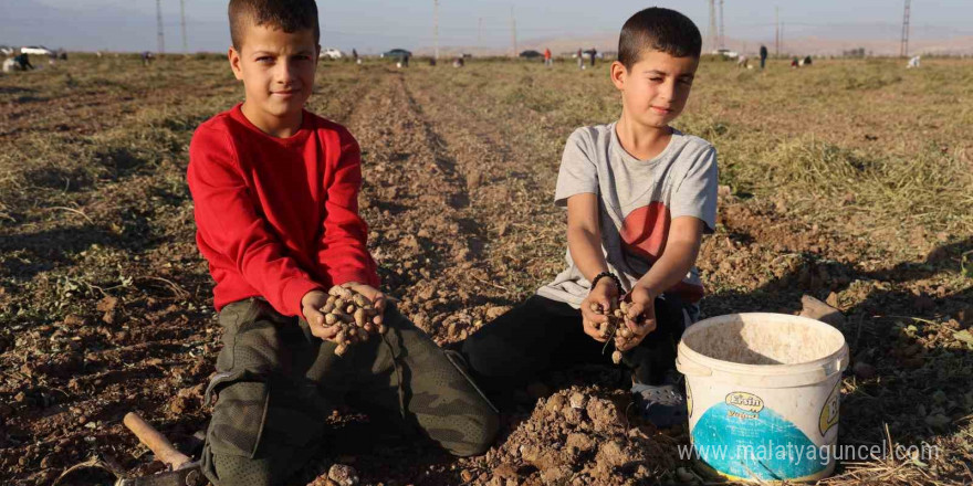 30 dönümlük yer fıstığı tarlasında hasadını yapan çiftçi, geri kalanını vatandaşa bırakınca duyan akın etti