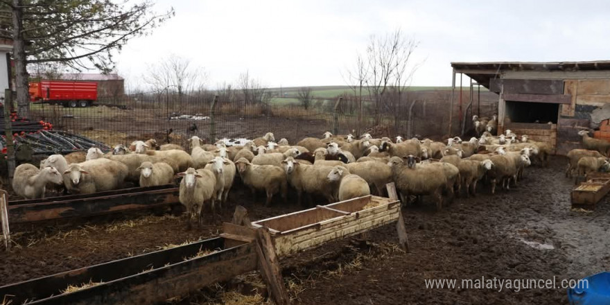 37 küçükbaşla işe başladı, işinin patronu oldu