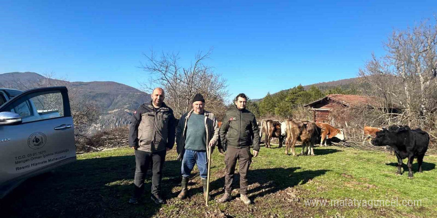 4 gündür kayıp olan büyükbaş hayvanlar dronla bulundu