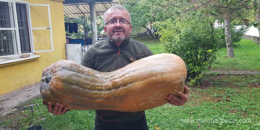 40 kilogramlık 110 santimetrelik kabak görenleri şaşırttı