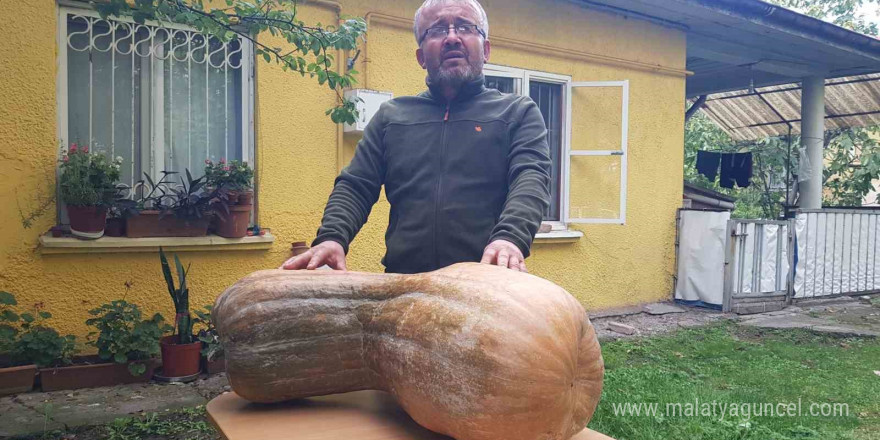 40 kilogramlık 110 santimetrelik kabak görenleri şaşırttı