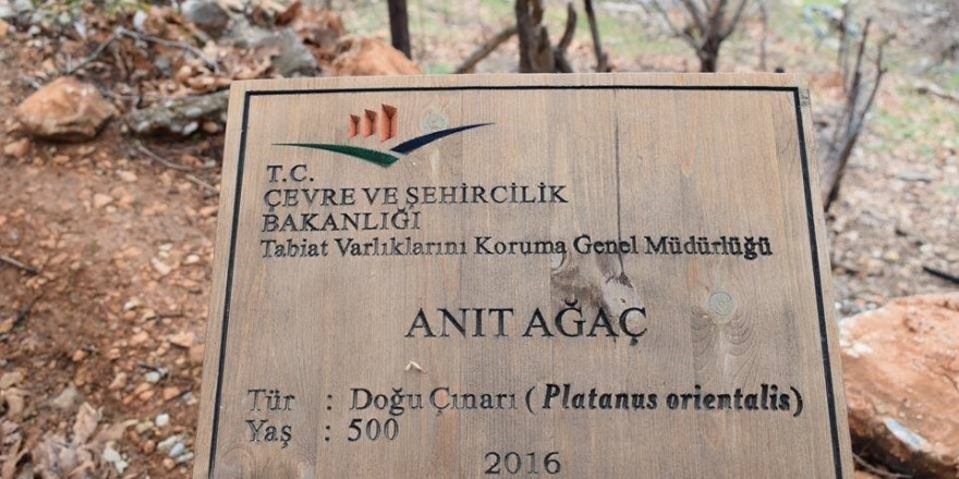 500 yıllık anıt ağacın levhasına sehven 100 yaşında olduğu yazıldı