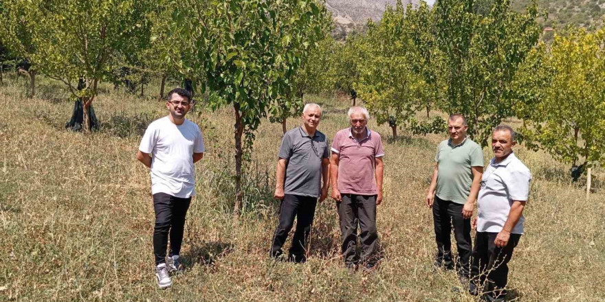 74 yaşındaki Kemaliyeli öğretmen 19 bin ağacı toprakla buluşturdu