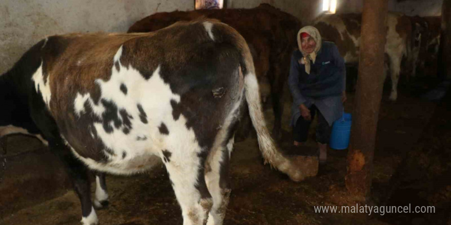 79 yaşındaki Dilber ninenin inanılmaz hayat mücadelesi görenlere ‘maşallah’ dedirtiyor