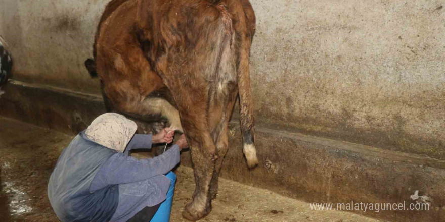 79 yaşındaki Dilber ninenin inanılmaz hayat mücadelesi görenlere ‘maşallah’ dedirtiyor