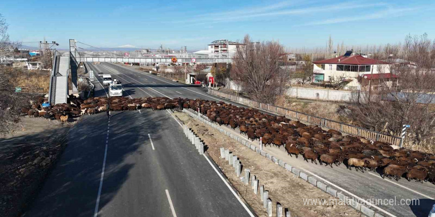 8 aydır memleketten ayrı olan sürüler Iğdır’a geri döndü