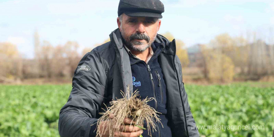 8 bin yıllık Hevsel Bahçeleri’nde sezonun son hasadı