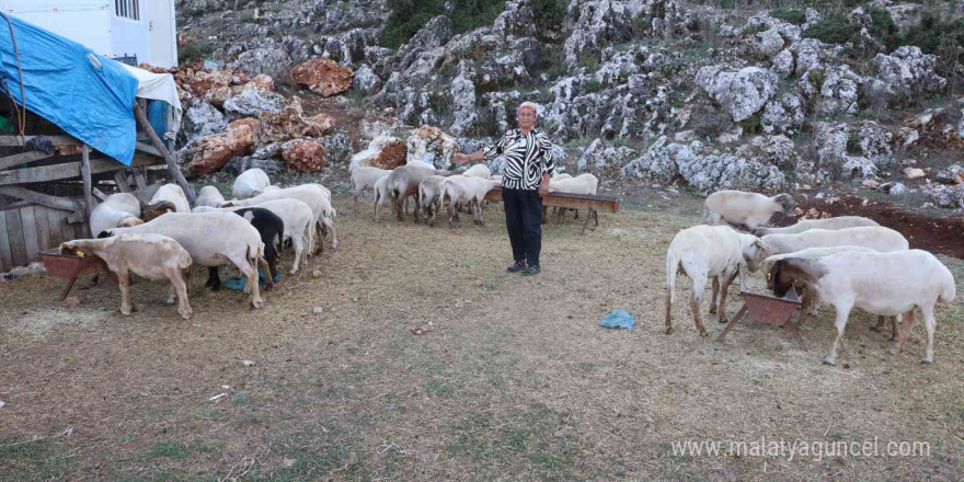 8 yıl önce devlet desteğiyle 31 koyun alan mahallenin tek kadın çobanı, koyunlardan elde ettiği kazançla ev ve araba sahibi oldu