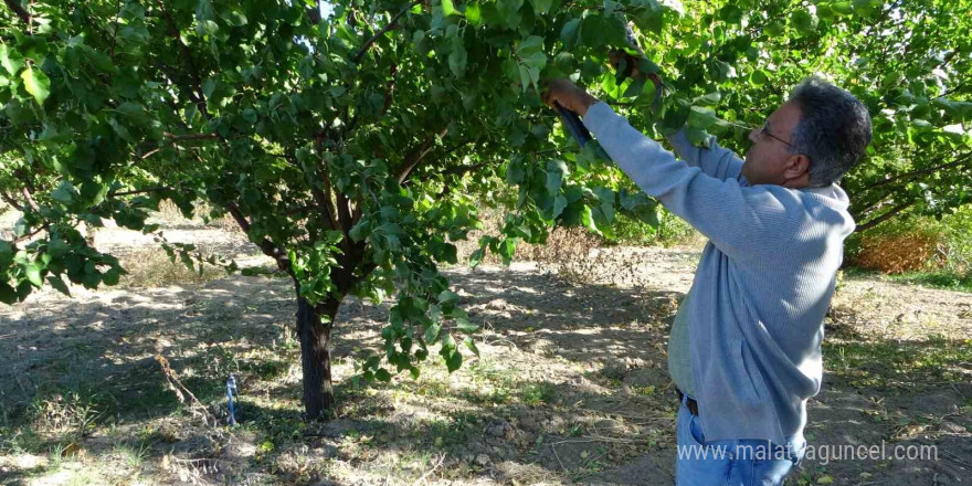 9 milyon kayısı ağacının bulunduğu Malatya’da üreticiler için önemli uyarı