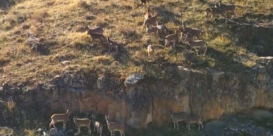 9 milyon yıllık kanyondaki dağ keçileri dron ile görüntülendi