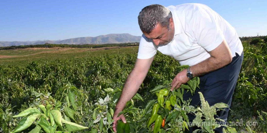 ABD’nin kapya biberi Malatya’dan