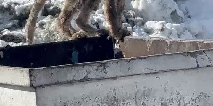 Aç kalan tilki çöp konteynerinde yiyecek aradı