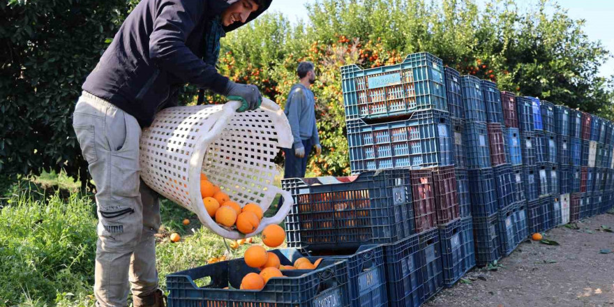 Adana’da budama işçilerine günlük 750 lira yevmiye