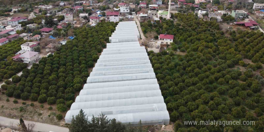 Adana’da mahallede 400 metrekareyle başlayan seracılık 30 dönüme ulaştı