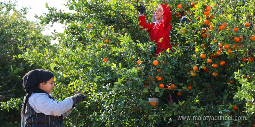 Adana’da mandalina hasadı sürüyor: ’Dalında fiyat 17-18 lira’