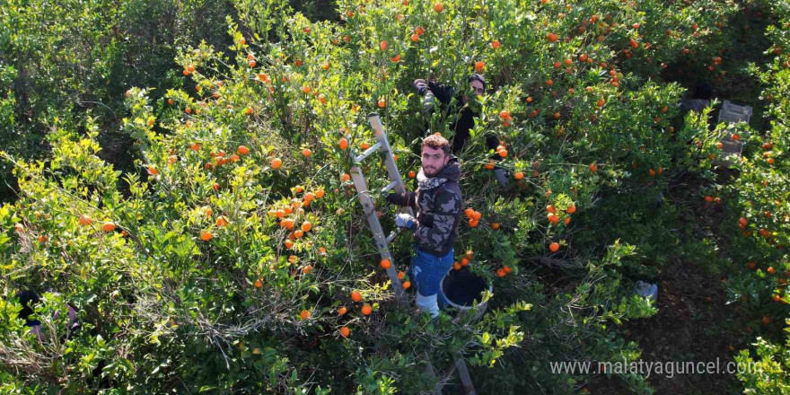 Adana’da mandalina hasadı sürüyor: ’Dalında fiyat 17-18 lira’