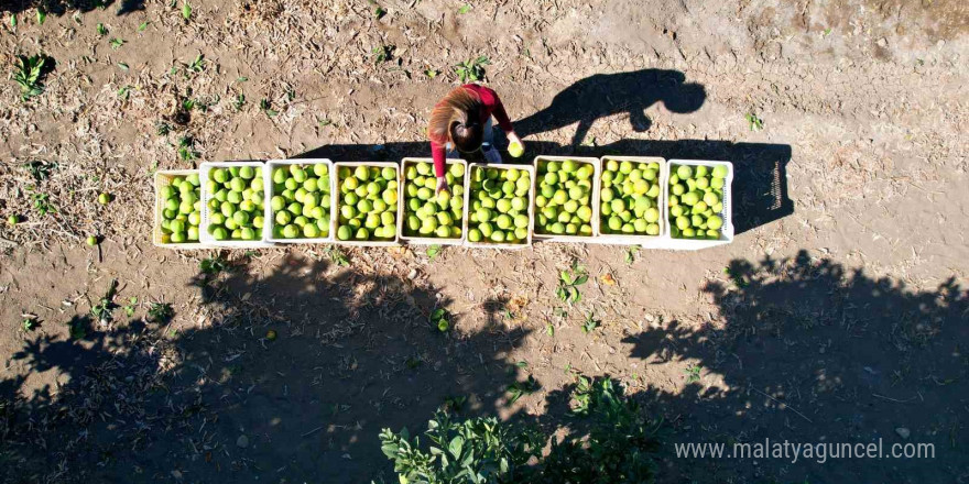 Adana’da portakaldan 371 bin ton verim bekleniyor