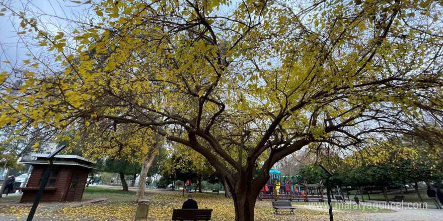 Adana’da yapraklarını döken ağaçlar görsel şölen sundu