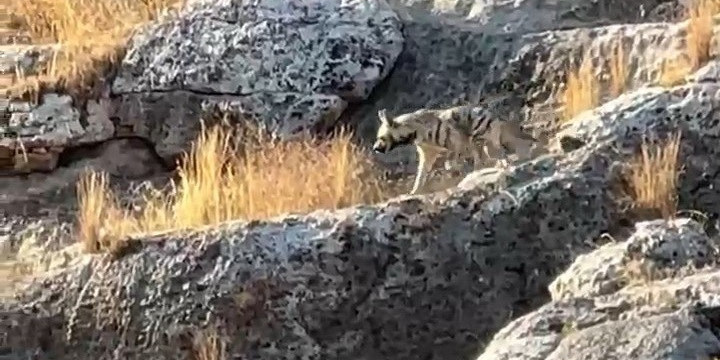 Adıyaman’da çizgili sırtlan görüldü