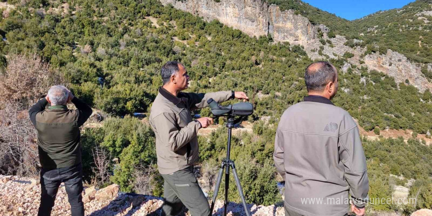 Adıyaman’da yaban keçilerinin popülasyonu çıkartıldı