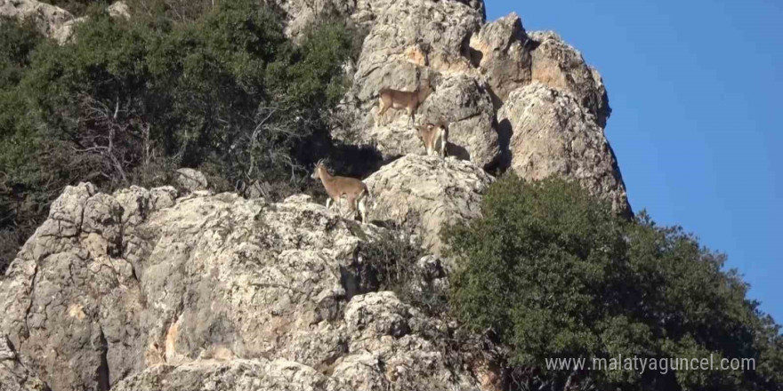 Adıyaman’da yaban keçilerinin popülasyonu çıkartıldı