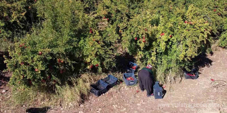 Adıyaman’ın organik narları Avrupa yolcusu