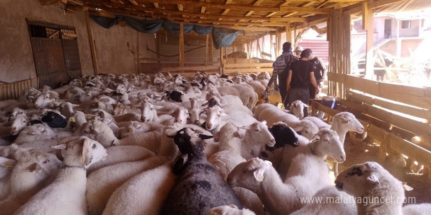 Afyonkarahisar’da şap ve brucella aşısı yapıldı