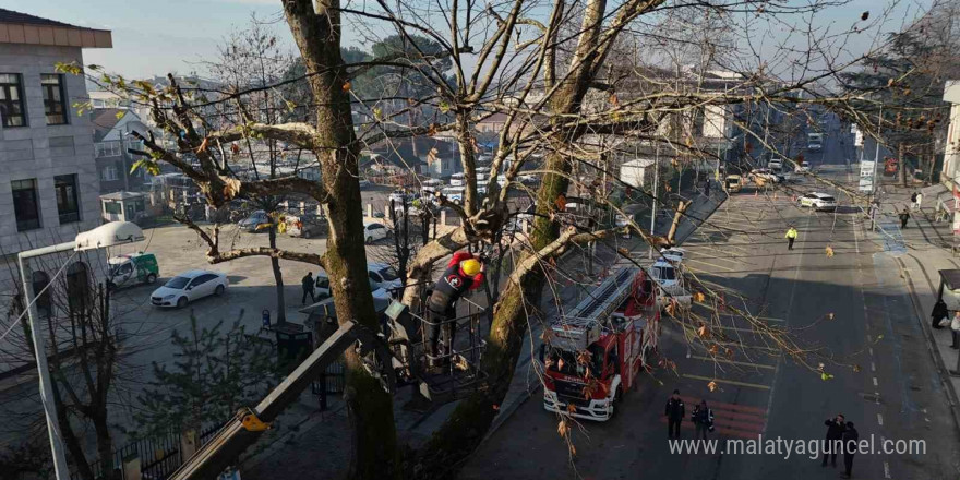 Ağaçların bakımları sürüyor