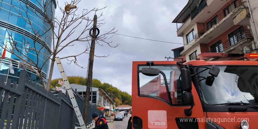 Ağaçta mahsur kalan kediyi ekipler kurtardı