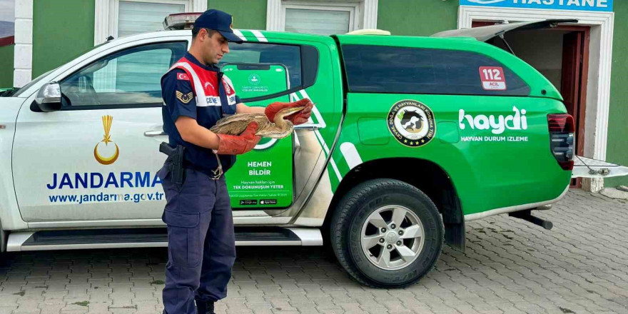 Ağrı’da bitkin düşen Balıkçıl Kuşu, jandarma tarafından kurtarıldı