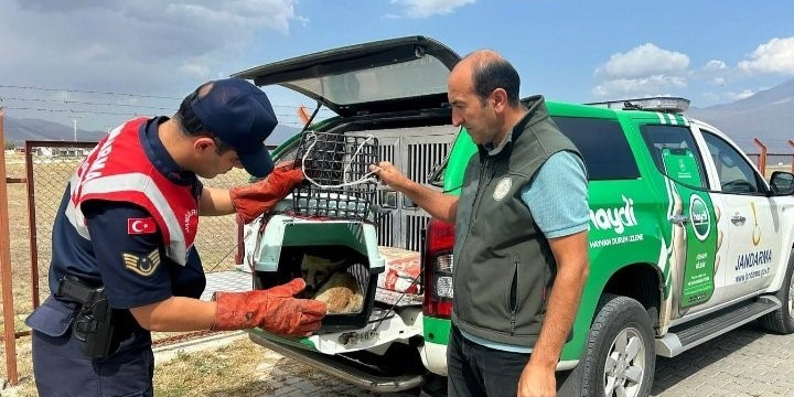 Ağrı’da bitkin düşen tilki, jandarmanın hassas müdahalesiyle kurtarıldı