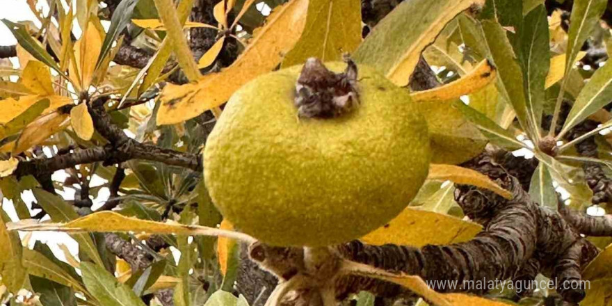 Ağrı’da doğal lezzetin peşinden dağlara çıkılıyor