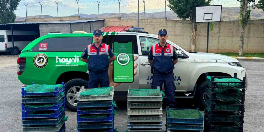 Ağrı’da kurbağa avcılarına rekor ceza