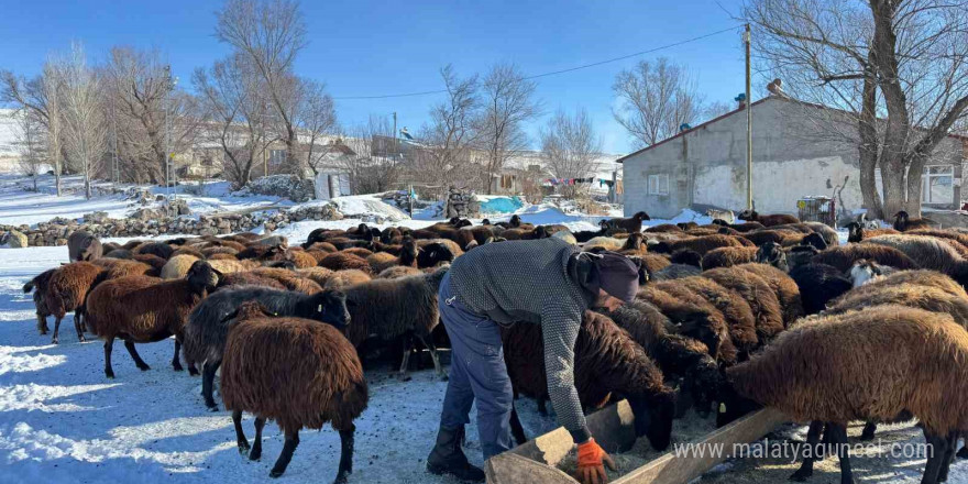 Ağrılı besiciler dondurucu soğuklara rağmen hayvancılığı sürdürüyor