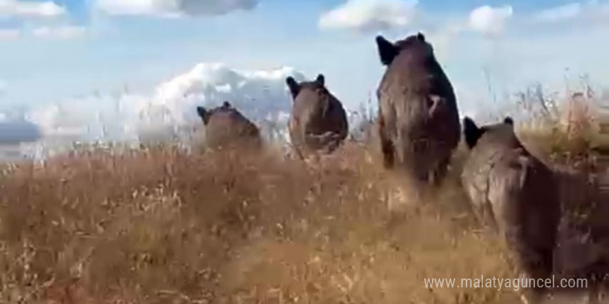 Ahlat’ta domuz sürüsü görüntülendi