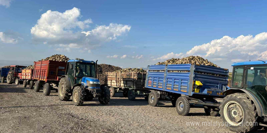 Akyaka’da pancar hasadı başladı